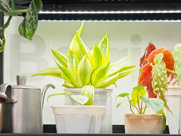 Barrina T5 Plant Lights with Black Cover, 1FT 10W (2 X 5W) with Magnetic Design, Full Spectrum, Plug and Play, Linkable, 5000K, 2 Packs