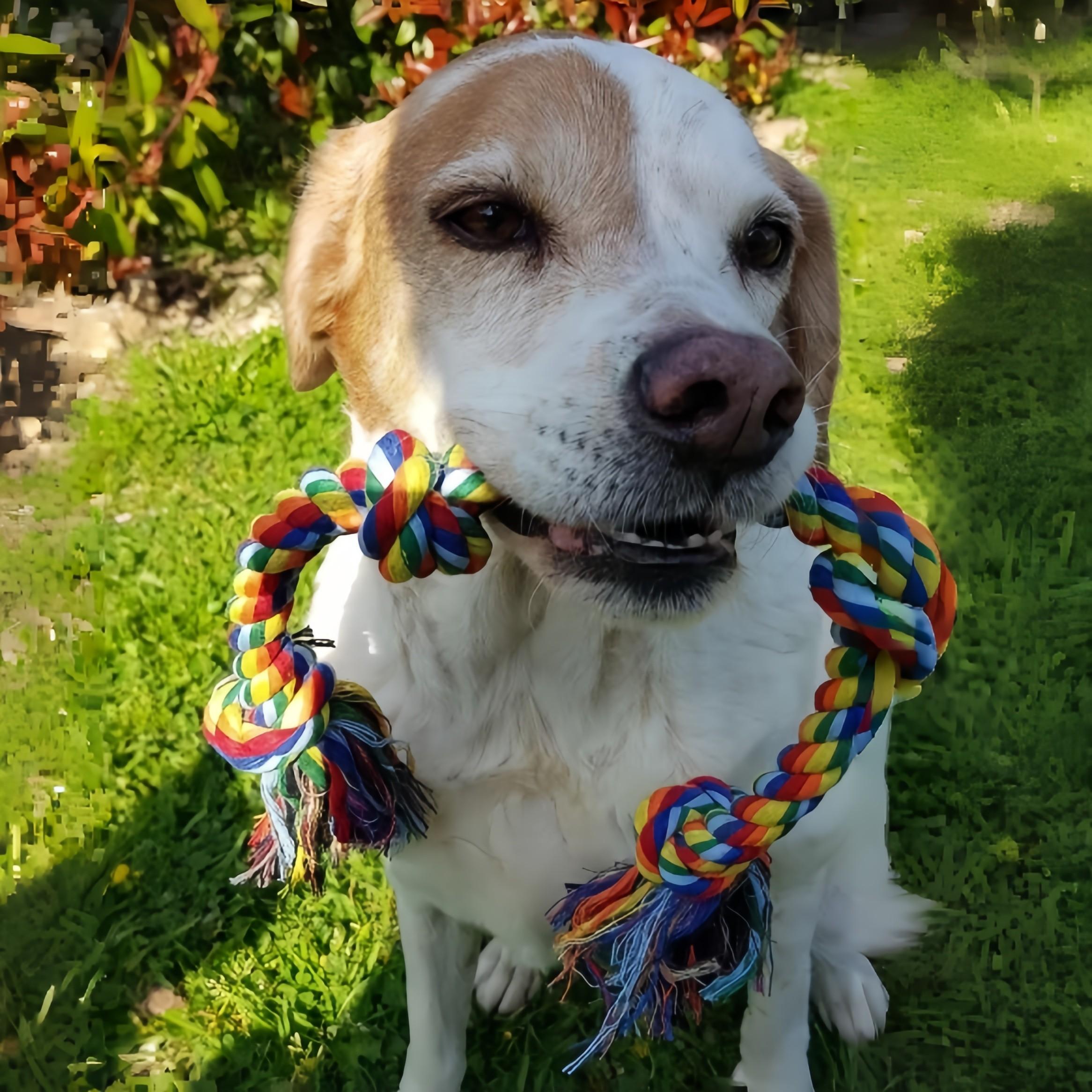 Durable Chew Toy for Aggressive Chewing, Teething Toy for Medium to Large Dogs, Heavy-Duty Rope Toy for Big Breeds, Essential Pet Gear