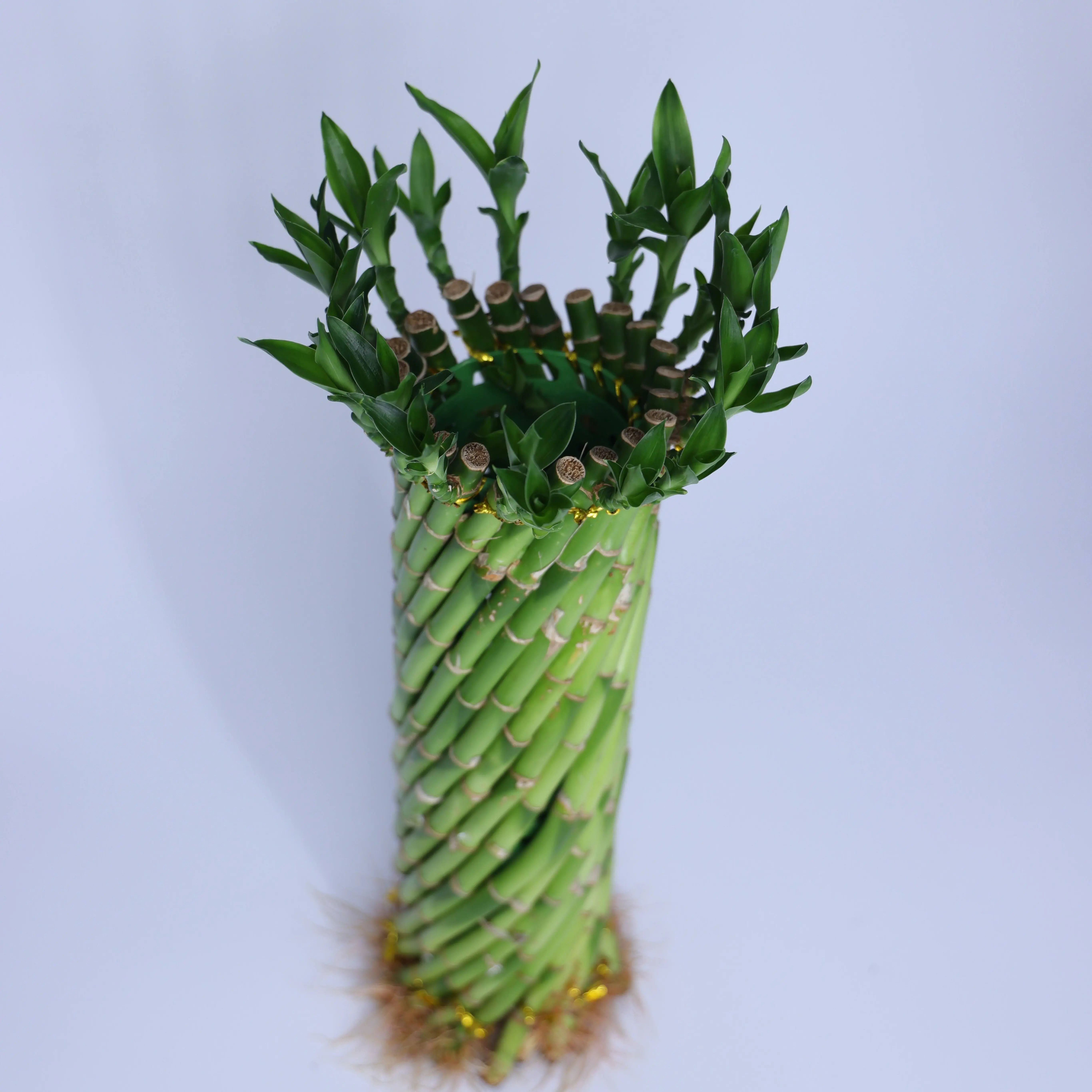 SZF   4LUC5SW-0   (28)   4''small lucky wheel Lucky Bamboo - No pot