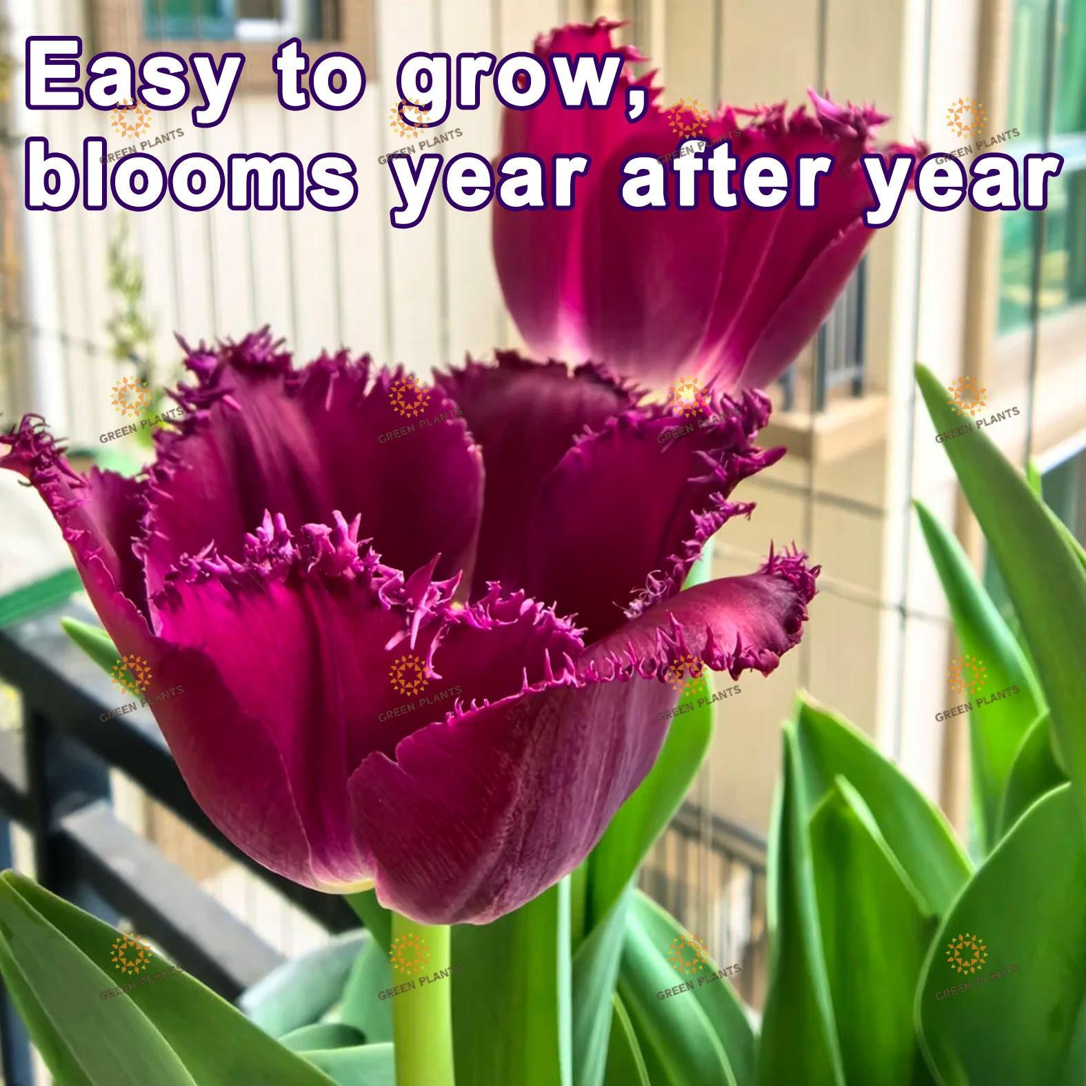 Brilliant purple tulip bulbs Colorful bright flowers Strong bulbs Fast germination Easy maintenance Ideal for planting in courtyards, gardens, and balconies