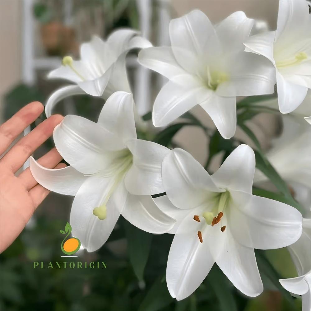Dwarf White Fragrant Lily Bulbs - Exquisite pure white flowers, easy to grow, add elegance to your garden and home