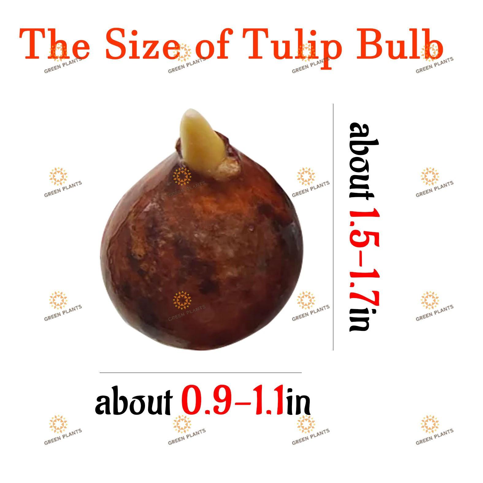 Brilliant purple tulip bulbs Colorful bright flowers Strong bulbs Fast germination Easy maintenance Ideal for planting in courtyards, gardens, and balconies