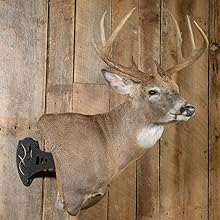 Skull Hooker Little Hooker Trophy Mount - Perfect Kit for Hanging and Mounting Hogs, Aoudad, Alligator, Black Bear Skulls for Display - Available in Graphite Black and Robust Brown