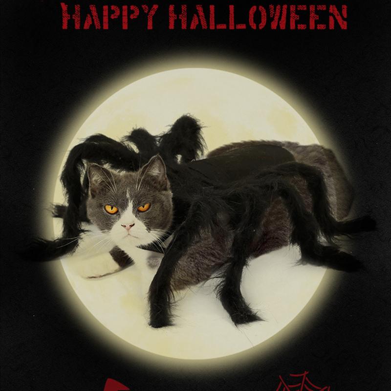 Cat Halloween Costume Cat Bat Wings - Pet Bat Costume Dress Costume Outfit Wing for Small Dogs Cats 2025 Newest Pet Halloween