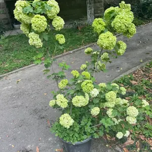 Live hydrangea old tree seedlings, formed rooted shrubs, suitable for garden planting
