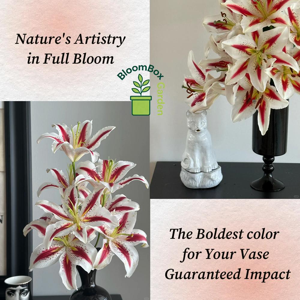 Double Petal Perfume Lily Bulbs, Fragrant Large Flower Ornamental Lily Bulbs, Year-Round Flowering Bulbs for Indoor Balcony Potted