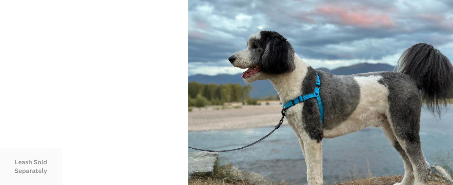 Dream Walk No-Pull Dog Harness- Adjustable, Comfortable, Easy to Use Pet Halter to Help Stop Pulling for Small, Medium and Large Dogs (Seafoam, L)