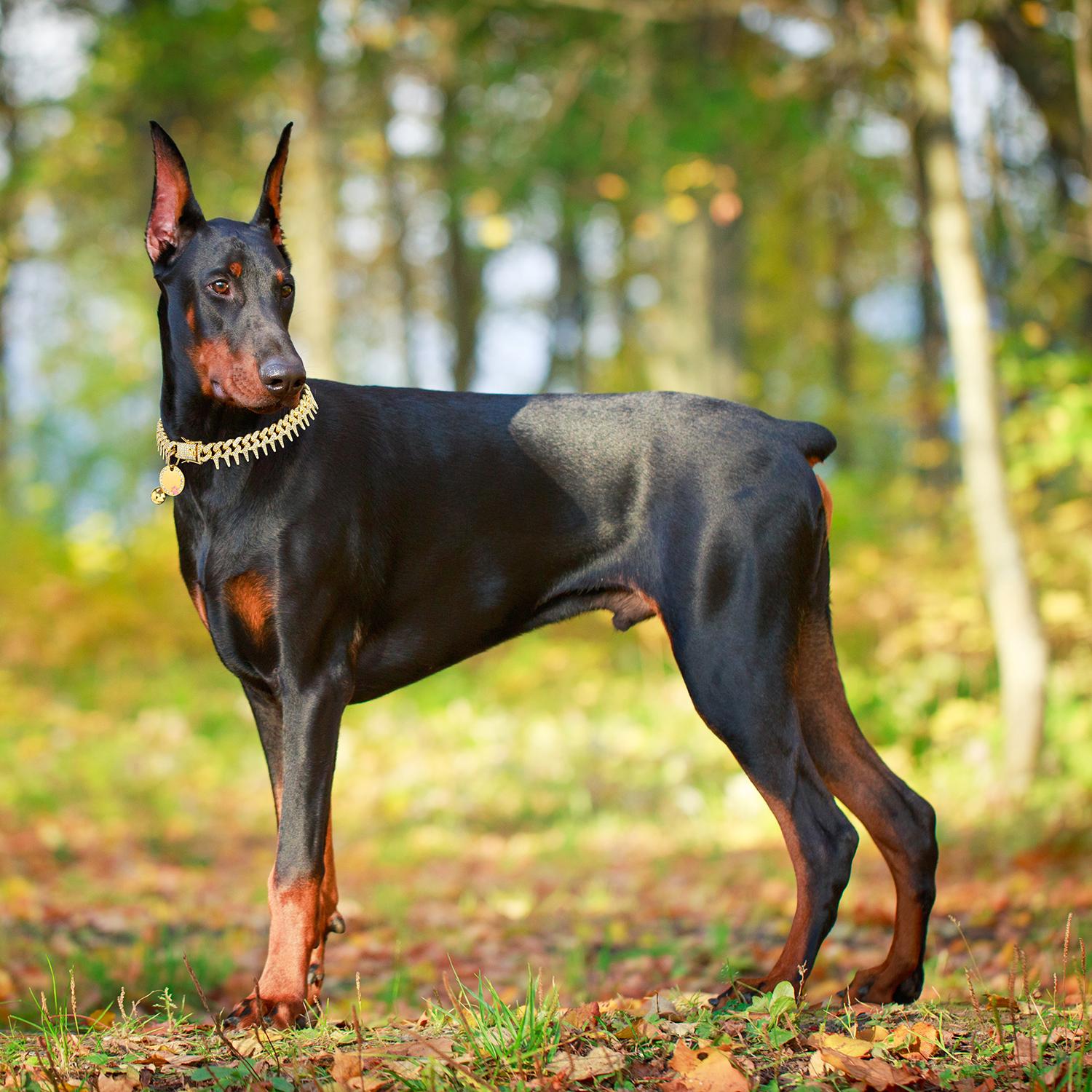 Rivet Cuban Link Dog Collar 13mm Gold Chain Dog Cat Collar with Design Secure Buckle Bling CZ Diamond Chain Dog Collars for Small Medium Large Dogs with Name Plate and Bell