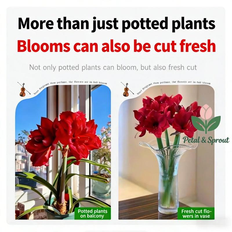 Hyacinth bulbs | Easy to grow, suitable for both indoor and outdoor, large bulbs, large flowers