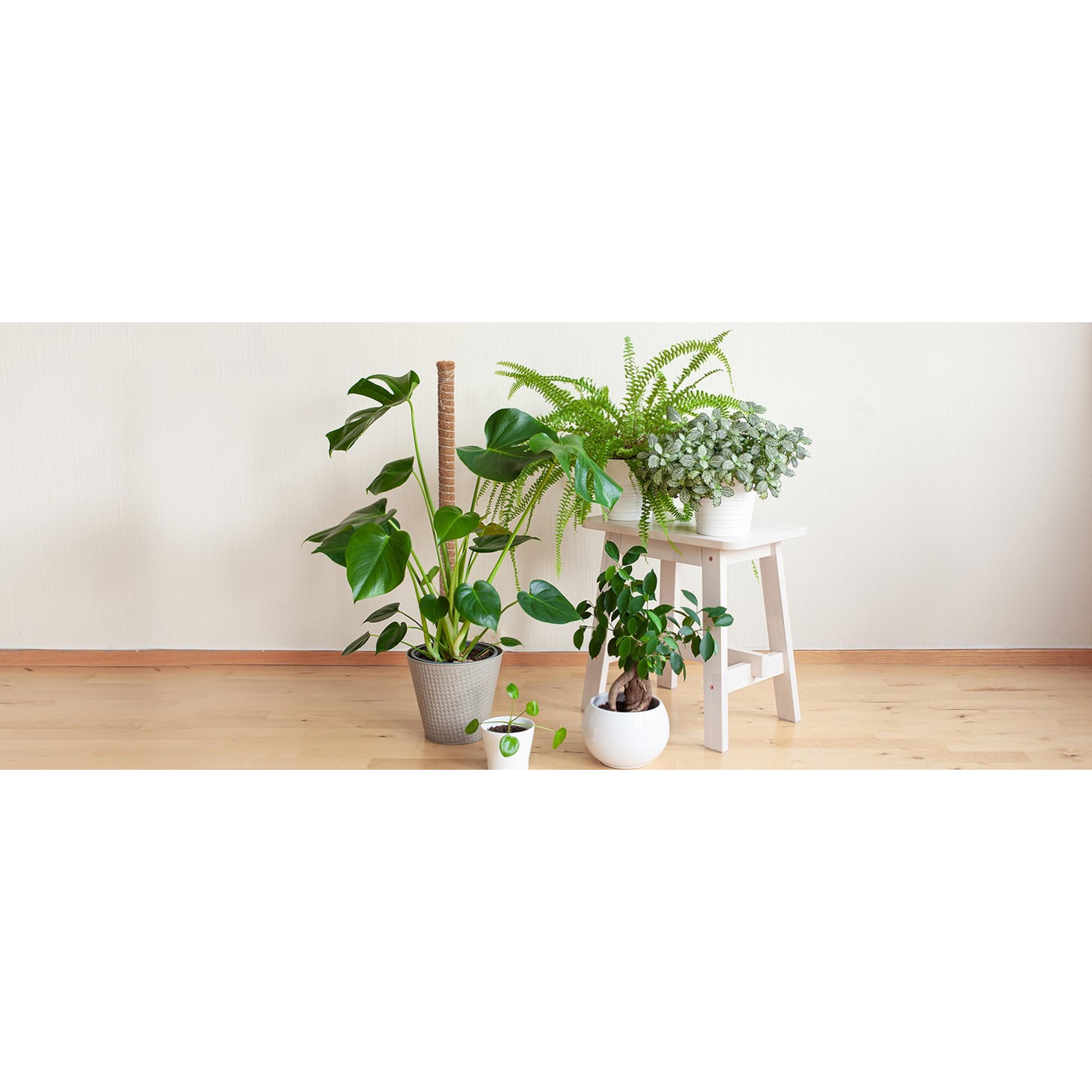54 Inch Moss Pole, 3 Pack 16 Inch Moss Poles Monstera Plant Support, Moss Poles for Climbing Plants Indoor, Coir Plant Pole Sticks Support Stakes for Potted Plants, Pothos, Philodendron
