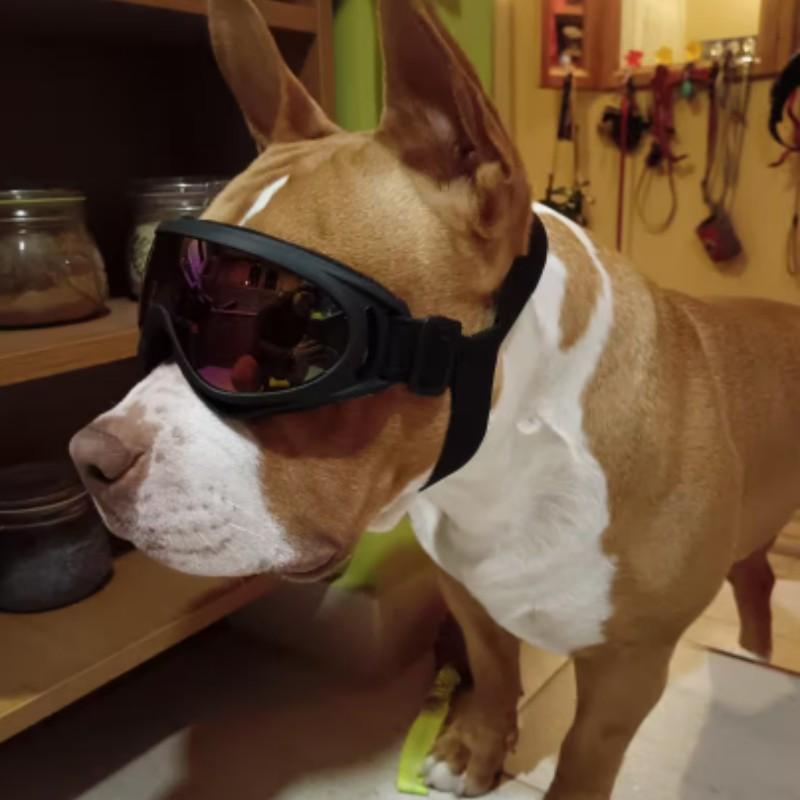 Adjustable Dog Goggles for Medium to Large Dogs, Outdoor Travel Eye Protection, Comfortable Pet Eyewear for Safe Adventures