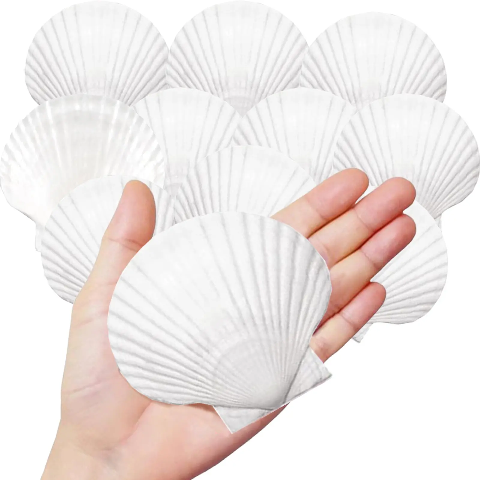 10PCS Large Natural Scallop Shells, 4''-5'' Large Shell for Crafts, DIY Painting, Beach Wedding Decorations - Large White Seashells Bulk for Ocean Themed Parties and Home Decor