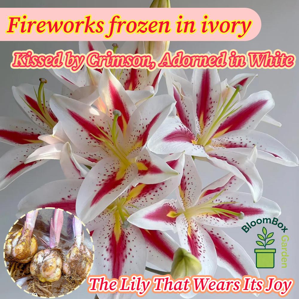 Double Petal Perfume Lily Bulbs, Fragrant Large Flower Ornamental Lily Bulbs, Year-Round Flowering Bulbs for Indoor Balcony Potted