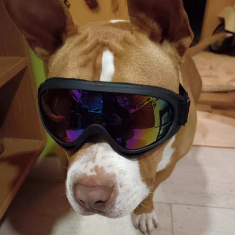 Adjustable Dog Goggles for Medium to Large Dogs, Outdoor Travel Eye Protection, Comfortable Pet Eyewear for Safe Adventures