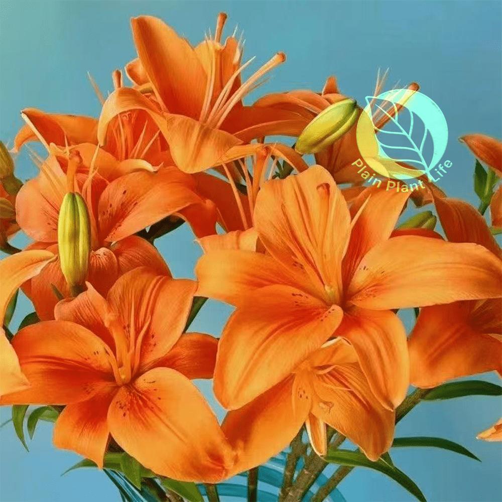 Orange Asian Lily bulb, easy to plant and cold-resistant, suitable for indoor and outdoor cultivation, long flowering period and bright color, balcony garden landscaping products, novice-friendly bulbs, holiday gifts