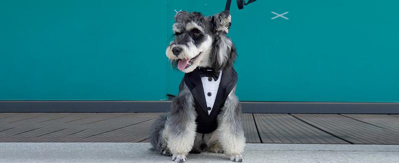 Kuoser Dog Tuxedo Harness, Adjustable Dog Harness No Pull for Small Medium Dogs, Dog Wedding Suit with Bow Tie Party Costume