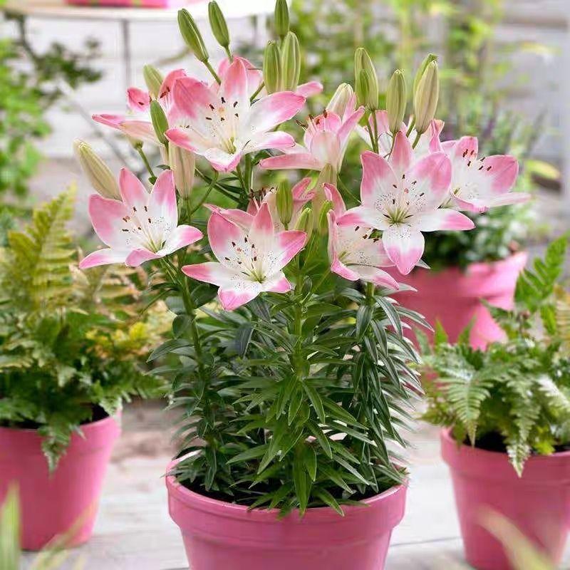 Pink lily bulbs, lush green leaves, charming scenery, suitable for home outdoor garden landscaping