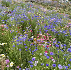 TiggerGardenSeeds