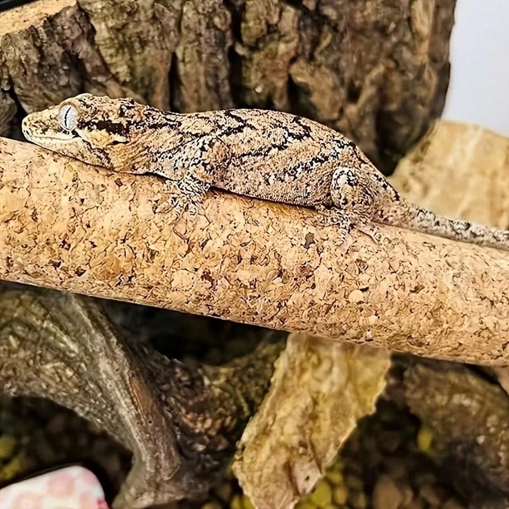 1pc Natural Soft Wood Climbing Stick for Reptiles, Arboreal Perch for Lizards, Geckos, Crested & Gargoyle Geckos, Terrarium Habitat Accessory