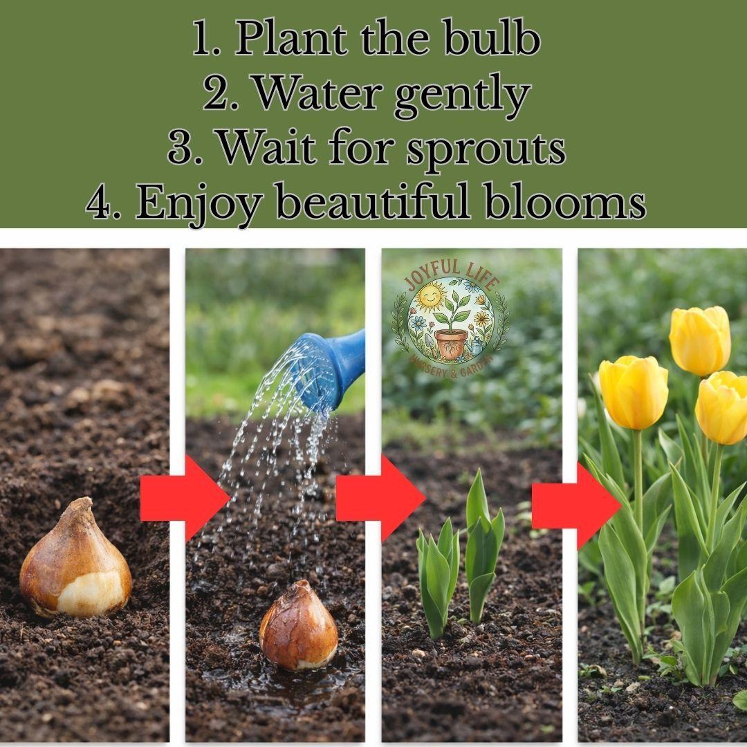 Premium high-sprouting tulip balls, easy-to-grow perennial rhizomes, low-maintenance indoor/outdoor flowers, ideal for balcony and garden gardening