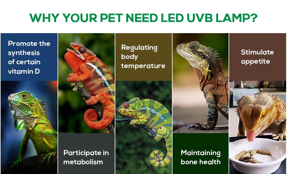 High Intensity UVB Reptile Light Bulb 5W 5.0 6W 10.0 Full Spectrum UVA UVB for Reptiles simulating Sunlight Promote Synthesis of Vitamin D3 in Reptile Pets for Turtle,Lizard,Bearded Dragon,Spider