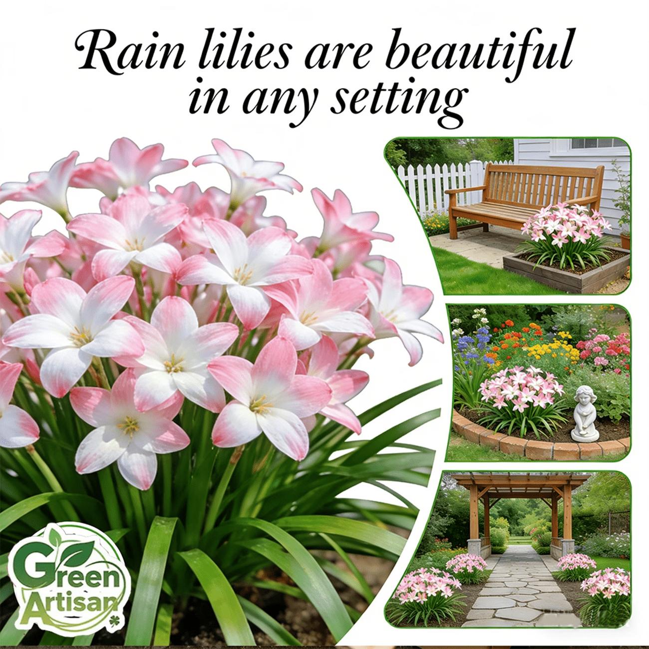 Rain lily bulb, novice-friendly