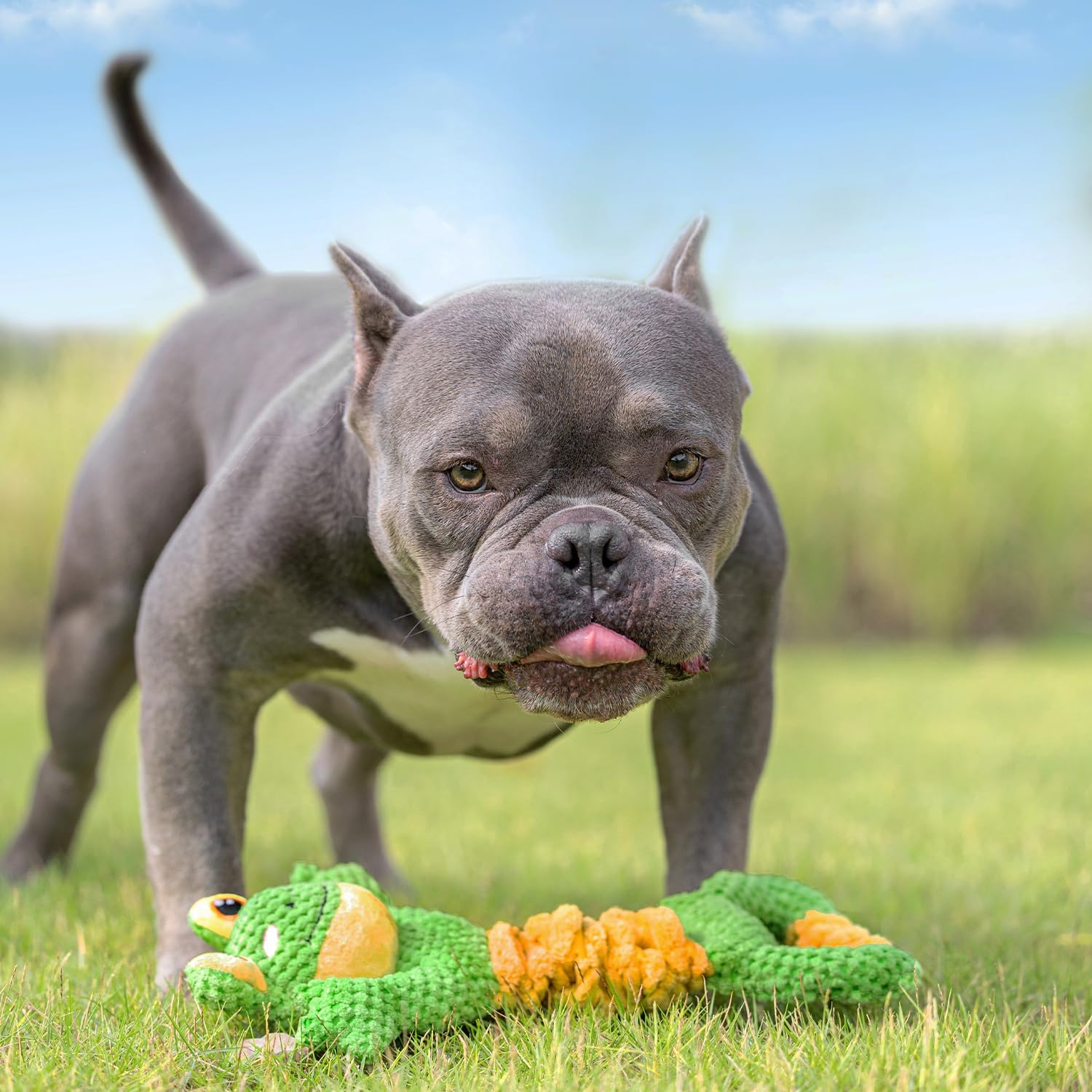Tug , Durable   for Large Breed, Tug of War  Squeaky Toys, Stuffed Plush   with Crinkle Paper for Small, Middle, and Big Dogs(Frog)