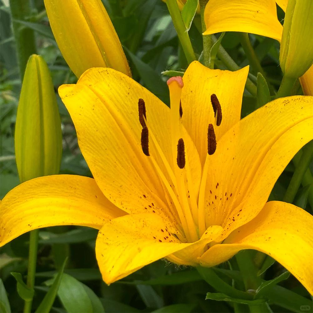 Flower Yellow Eye Lotus Bulbs - Red root, true flowering bulbs, suitable for spring planting, for home garden or outdoor flower bed decoration.