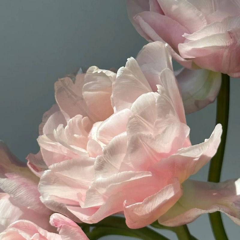 1 pack of tulip balls, hydroponics and soil growth, fresh decoration on the desktop, simple decorative flower balls that are easy to care for