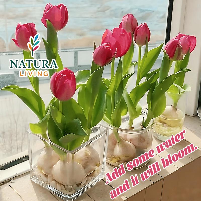 Premium Tulip Stems, Mixed Colors - Hydroponic and Soil Cultivation Compatible - Easy to Grow Perennial Flowers for Indoor Potting, Balcony and Outdoor Garden Decoration - Spring Gifts