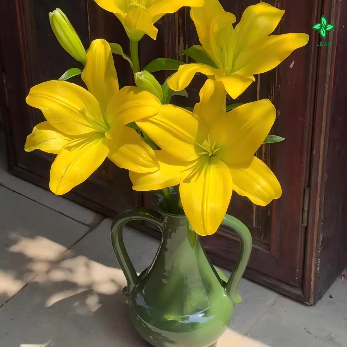 Yellow lily seeds are multicolored and have beautiful blooms and a strong smell. They have perennial bulbs that can bloom for many years after cultivation. Low maintenance costs make them suitable for garden decoration.