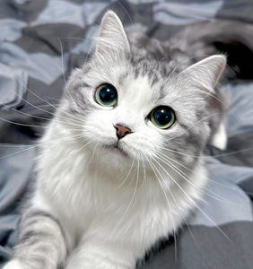 Golden Tree Pet Supplies