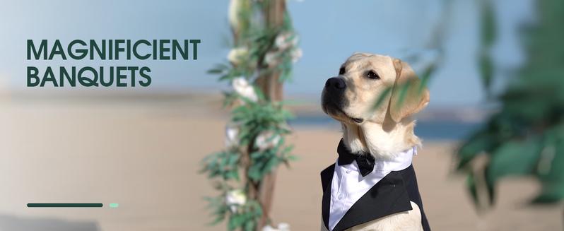 Kuoser Dog Tuxedo Dog Suit and Bandana Set, Dogs Tuxedo Wedding Party Suit, Dog Prince Wedding Bow Tie Shirt Formal Dog Wedding Attire for Large and Medium Dogs Golden Retriever Samo Bulldogs