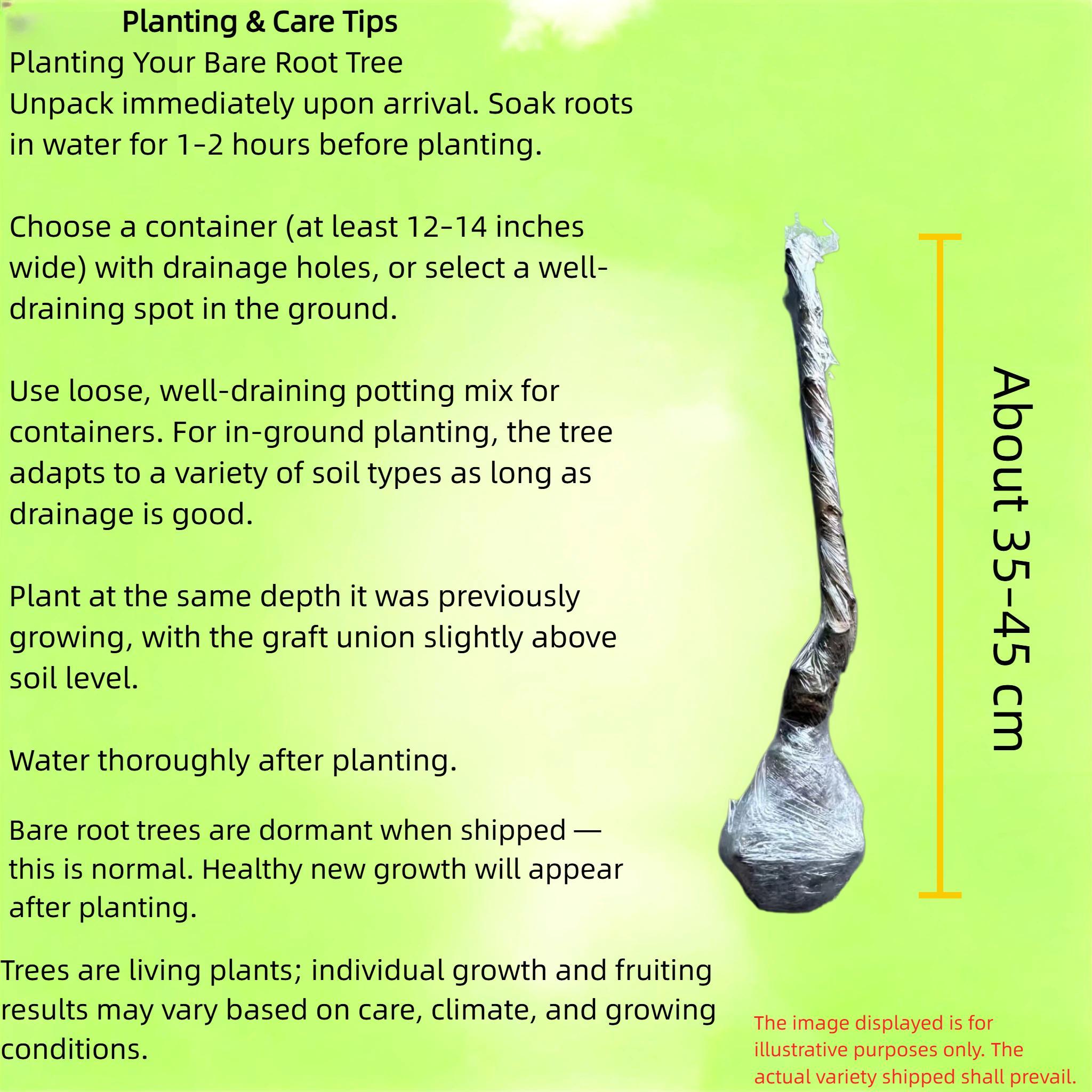 Live Guava Tree – Tropical Fruit Plant, Healthy Root System, Grows in Ground or Pot, Beginner Friendly for Home Garden Saplings Perennial Compact Fast-Growing Hardy