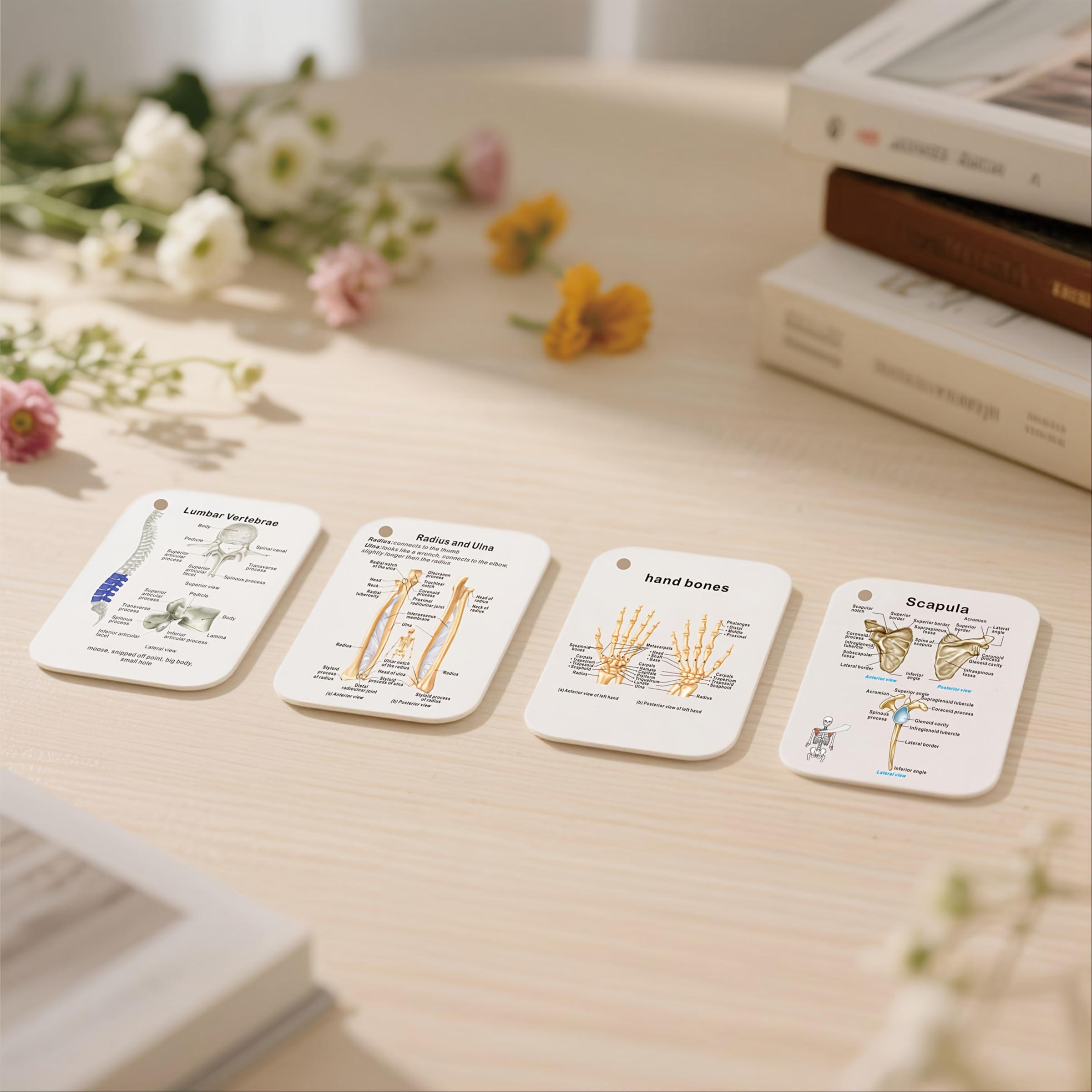 Anatomical Study Flashcards with Front and Back Views, Skeletal System Diagrams and Vocabulary Cards, Medical Learning Guide for Students, Doctors and Nurses, Nursing Flashcards