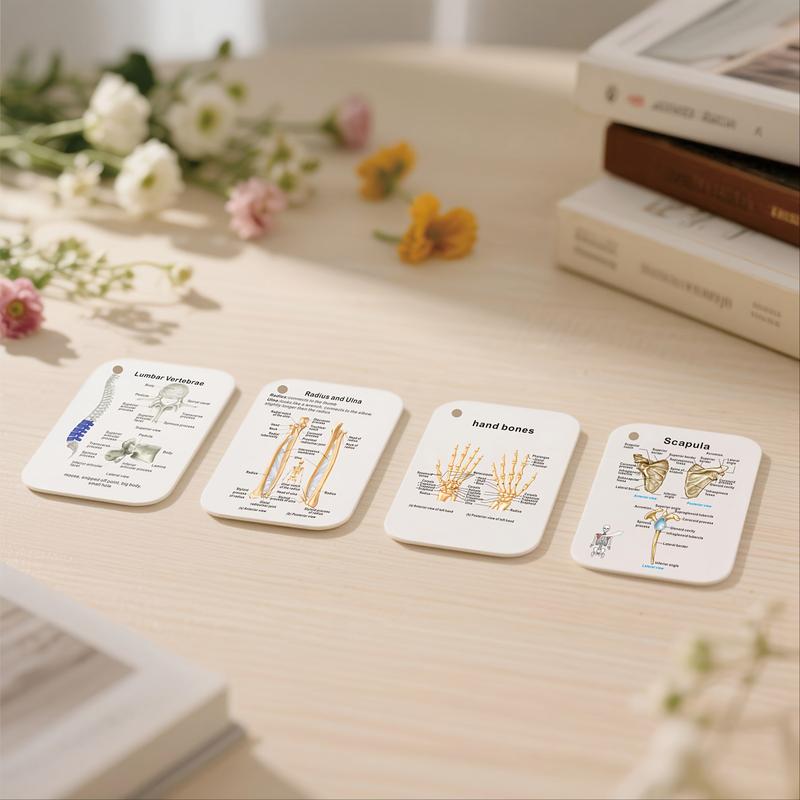 Anatomical Study Flashcards with Front and Back Views, Skeletal System Diagrams and Vocabulary Cards, Medical Learning Guide for Students, Doctors and Nurses, Nursing Flashcards