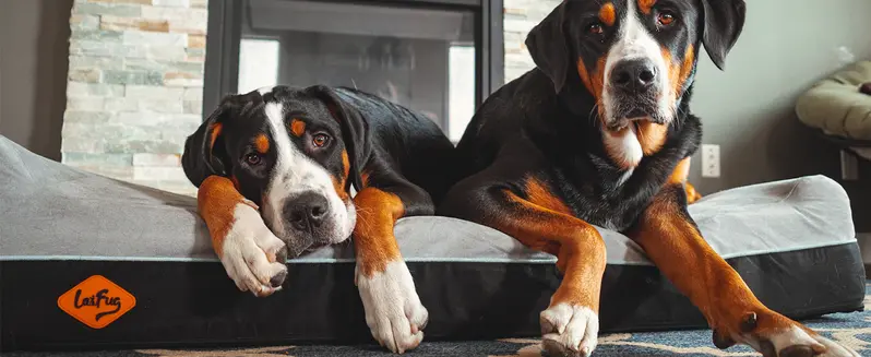 Product Introduction of Laifug Orthopedic Memory Foam Extra Large Dog Bed with double Pillow (50"x36"x10") Durable Water Proof Liner & Removable Washable Cover & Smart Design 2