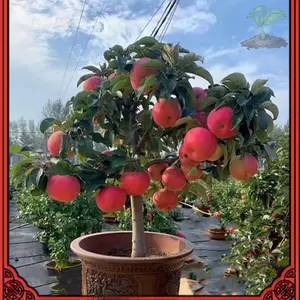 Easy to grow up Original Dwarf Apple Tree Seeds Benih Pokok Epal Benih Pokok Buah Apple Seed Fruits Plant Seeds