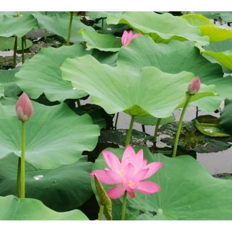 Potted lotus seeds, indoor water tank and balcony water features available, flexible planting