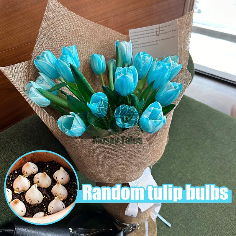 Easily grow tulip bulbs - no gardening experience required, perfect for DIY bouquets and home decor. Extremely cold resistant, perfect for landscaping balconies and patios.
