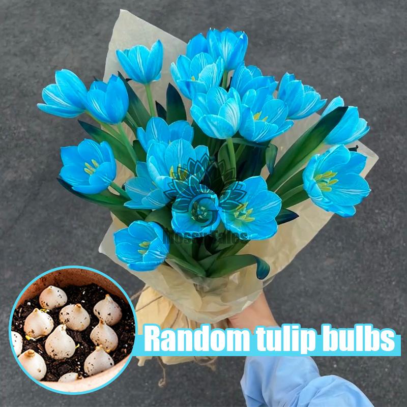 Easily grow tulip bulbs - no gardening experience required, perfect for DIY bouquets and home decor. Extremely cold resistant, perfect for landscaping balconies and patios.
