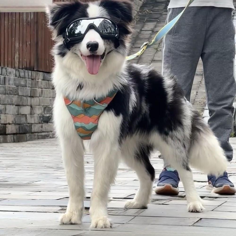 Dog Goggles, Stylish Pet Sunglasses, Large Dog Eyewear, Windproof, Unique Pet Accessory, Perfect for Photos, Cute Outdoor Gear, Dual Straps