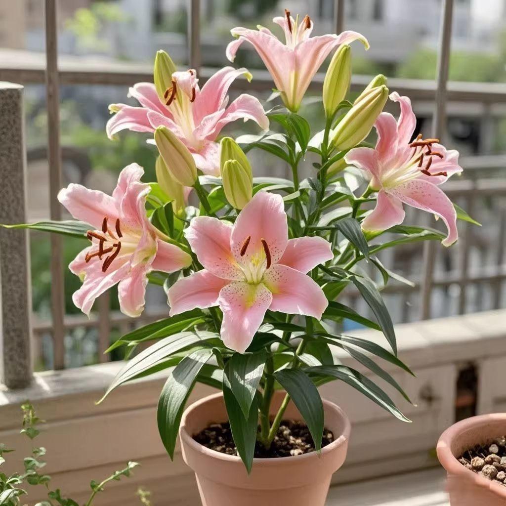 Pink lily bulbs, lush green leaves, charming scenery, suitable for home outdoor garden landscaping