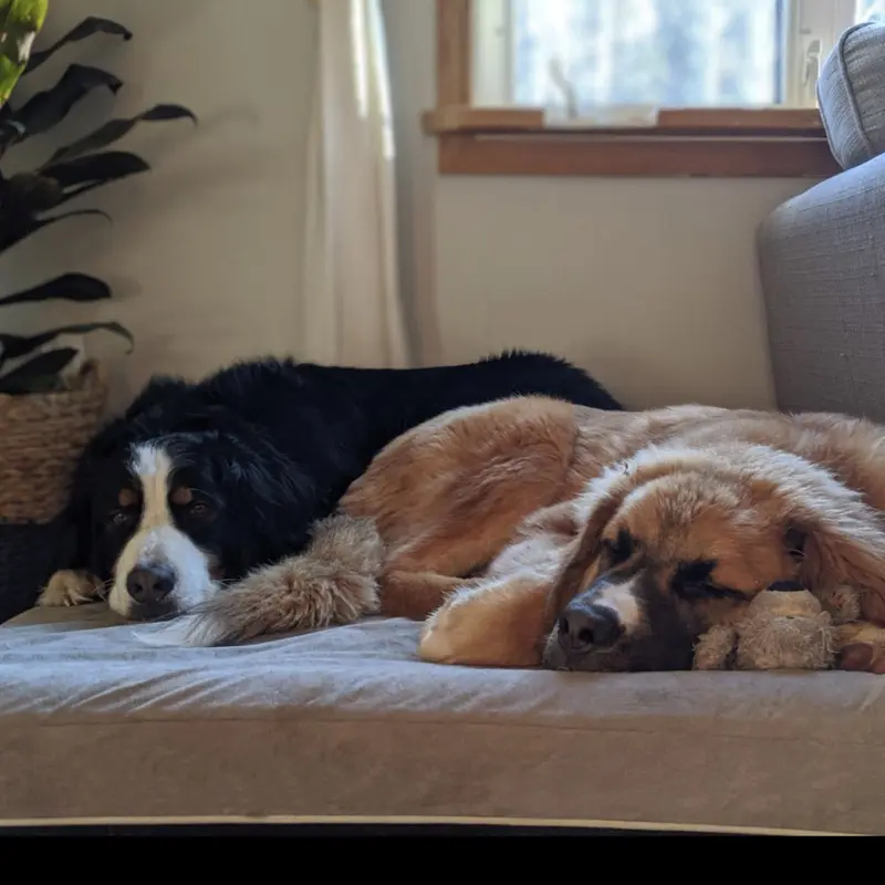 Product Introduction of Laifug Orthopedic Memory Foam Extra Large Dog Bed with double Pillow (50"x36"x10") Durable Water Proof Liner & Removable Washable Cover & Smart Design 22