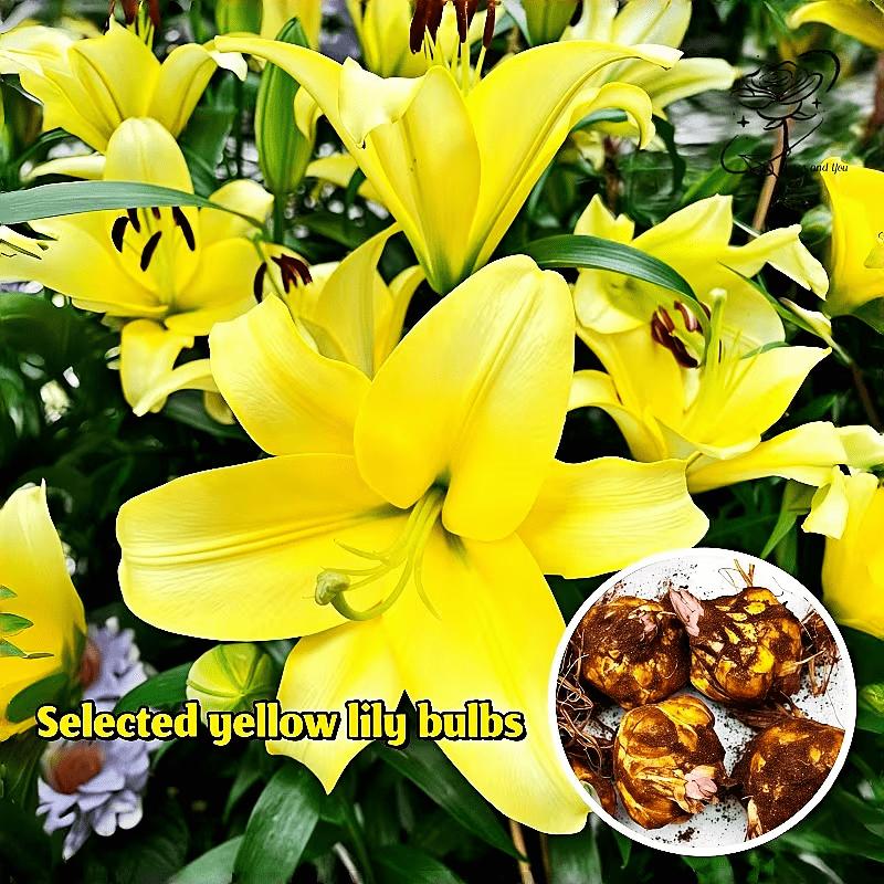 Yellow Asiatic Lilies | Strong bulbs in zones 3 to 9 that grow vigorously. Heat-resistant and easy to care for, they bring vibrant colors and repetitive flowers to containers or landscapes with minimal effort.