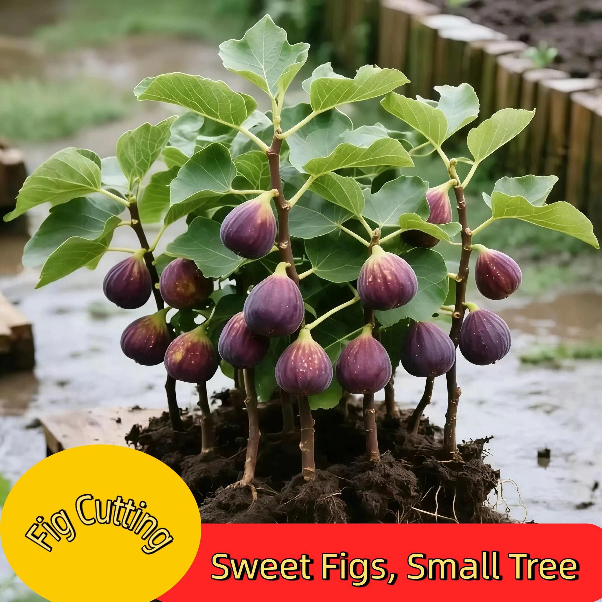 Fresh Fig Tree Sapling – Healthy Bare Root, Drought-Tolerant & Fast-Growing – Low-Maintenance Fruit Tree for Home Gardeners – Grows Well in Pots or Ground Compact Live Plant Gardens