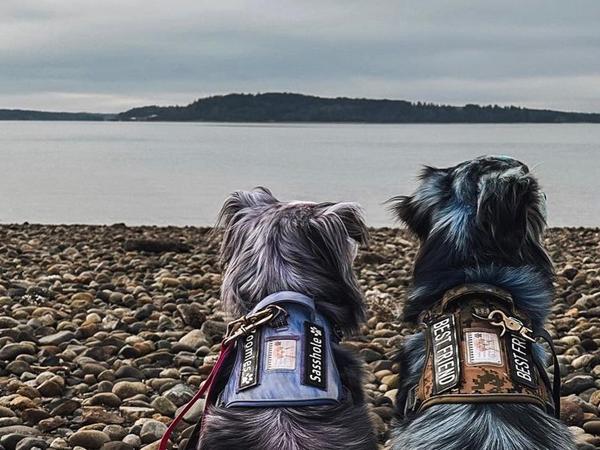 AUROTH Tactical Dog Harness – Universal Harness, Walking Harness & Safety Harnesses for Small to Large Dogs, Durable Reflective, Easy to Control, No Pull Adjustable Pet Harness, Pet Supplies