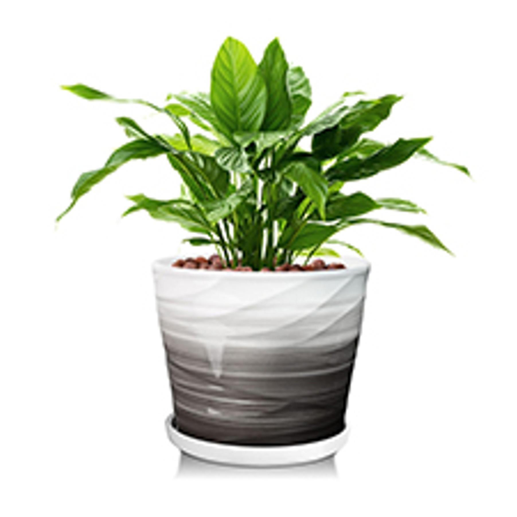 8 Inch Plant Pot,Ceramic Planter with Drainage and Saucer,Ceramic Pots for Plants,Indoor Plant pots,Ceramic Flower pots(Pure White)
