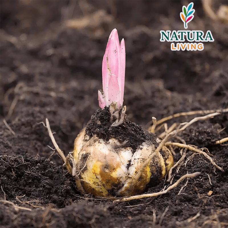 Pink Lily Bulbs - Hardy Perennial Horticultural Plant - Easy to Grow Indoors and Outdoors - Hardy and Multi-Season Flowering