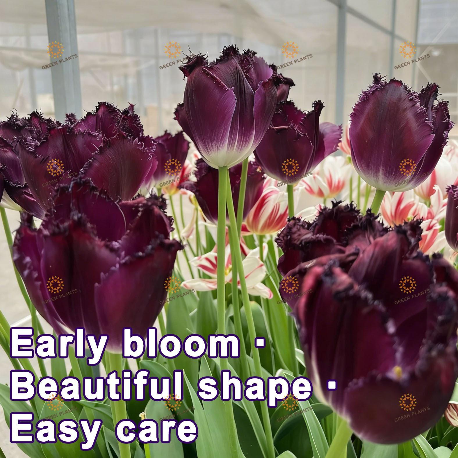 Brilliant purple tulip bulbs Colorful bright flowers Strong bulbs Fast germination Easy maintenance Ideal for planting in courtyards, gardens, and balconies